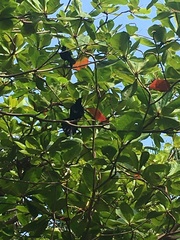 Quiscalus lugubris