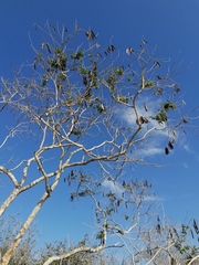 Albizia occidentalis