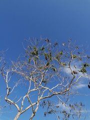 Albizia occidentalis