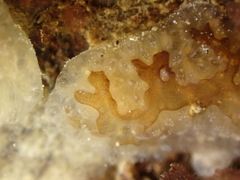 Aplidium glabrum