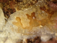 Aplidium glabrum