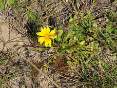 Gazania linearis linearis