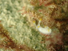 Trapania tartanella