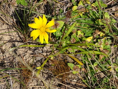 Gazania linearis linearis