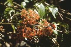 Urera aurantiaca