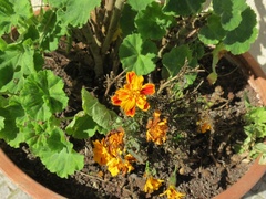 Tagetes lunulata