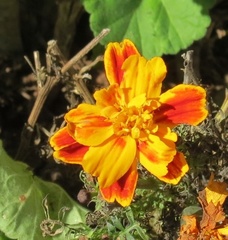 Tagetes lunulata