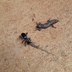 Anthia circumscripta