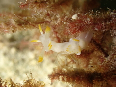 Trapania tartanella