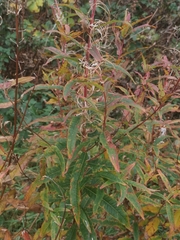 Chamaenerion angustifolium