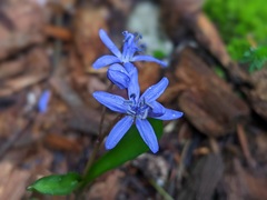 Scilla subnivalis