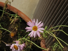 Senecio glastifolius