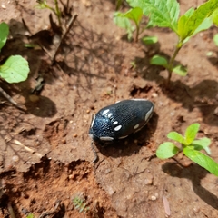 Sternocera orissa orissa
