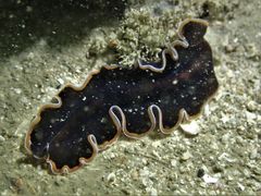 Pseudobiceros hancockanus