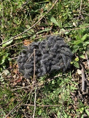 Thaumetopoea herculeana