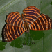 Hyphilaria thasus - Photo (c) Ken Kertell,  זכויות יוצרים חלקיות (CC BY-NC), הועלה על ידי Ken Kertell