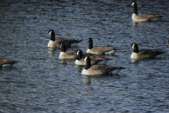 Branta canadensis