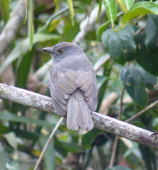 Lipaugus weberi