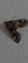 Pyraloidea