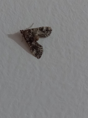 Pyraloidea