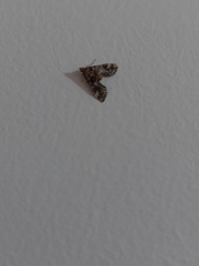 Pyraloidea