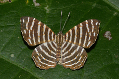 Hyphilaria thasus