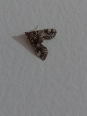 Pyraloidea