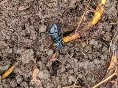 Sphaeroderus