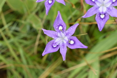 Moraea inclinata