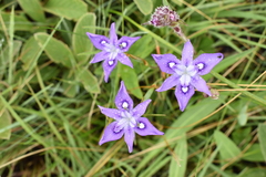 Moraea inclinata