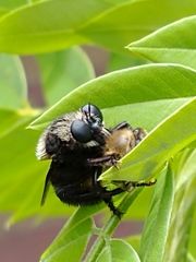 Mallophora ruficauda