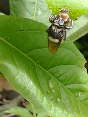 Mallophora ruficauda