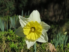 Narcissus × incomparabilis