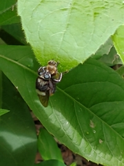 Mallophora ruficauda