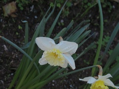 Narcissus × incomparabilis