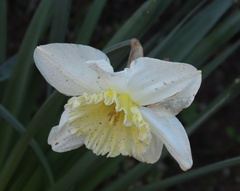 Narcissus × incomparabilis