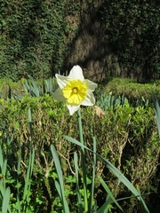 Narcissus × incomparabilis