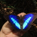 Mariposas Arlequín - Photo (c) Indiana Cristo, algunos derechos reservados (CC BY-NC)