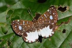 Ithomiola orpheus