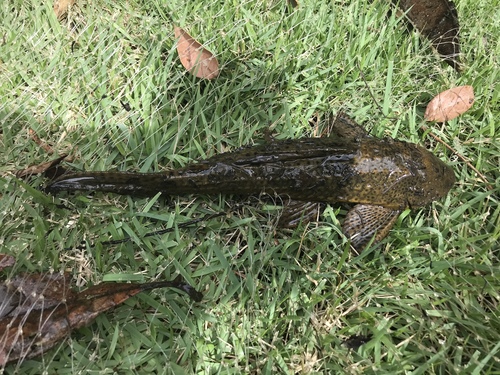 Allied pleco (Hypostomus affinis) — Loricariidae — 3