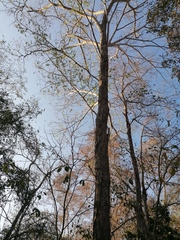 Pterocarpus acapulcensis