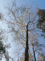 Pterocarpus acapulcensis