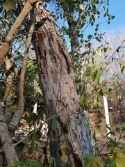 Calycophyllum candidissimum