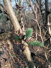 Vachellia campechiana