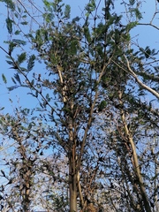 Vachellia campechiana