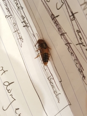 Platydracus immaculatus