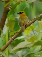 Ploceus brachypterus