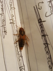 Platydracus immaculatus