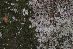 Paranectria oropensis