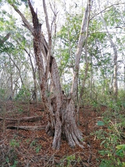 Calycophyllum candidissimum